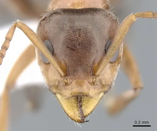 Iridomyrmex nudipes specimen CASENT0903101 image casent0903101_2