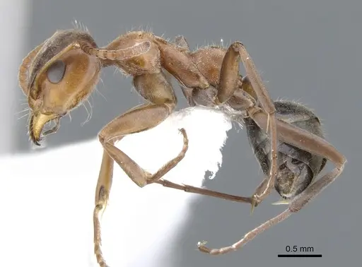 Iridomyrmex nudipes specimen CASENT0903101 image casent0903101_3