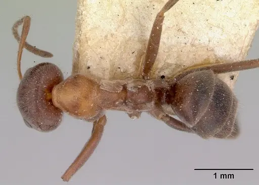 Iridomyrmex obscurior specimen CASENT0172046 image casent0172046_1