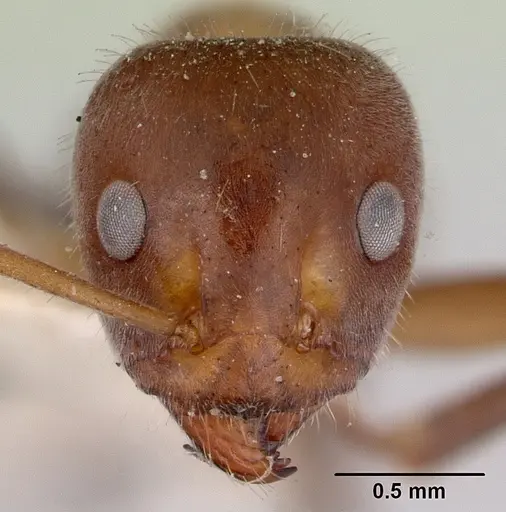 Iridomyrmex obscurior specimen CASENT0172046 image casent0172046_2