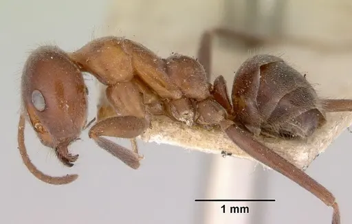 Iridomyrmex obscurior specimen CASENT0172046 image casent0172046_3