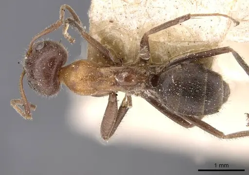 Iridomyrmex obscurior specimen CASENT0909522 image casent0909522_1
