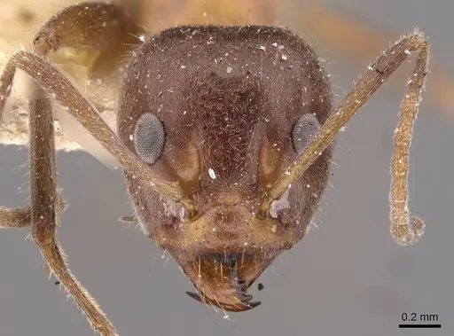 Iridomyrmex obscurior specimen CASENT0909522 image casent0909522_2