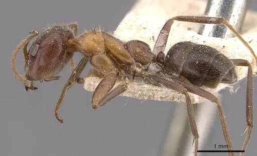 Iridomyrmex obscurior specimen CASENT0909522 image casent0909522_3