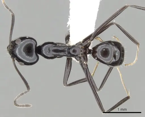 Iridomyrmex obsidianus specimen CASENT0249713 image casent0249713_1