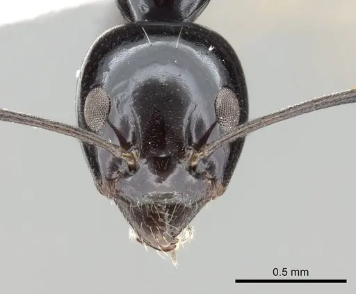 Iridomyrmex obsidianus specimen CASENT0249713 image casent0249713_2
