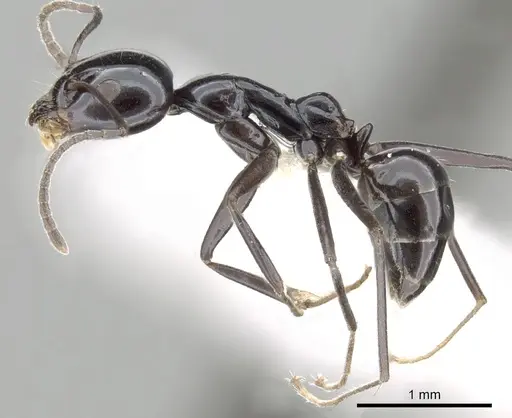 Iridomyrmex obsidianus specimen CASENT0249713 image casent0249713_3