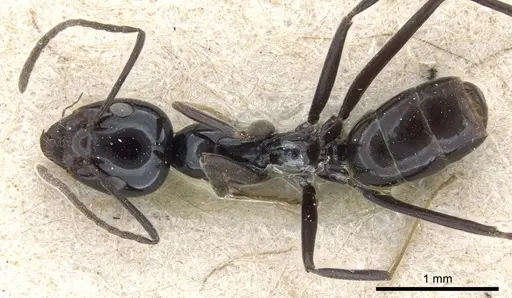 Iridomyrmex obsidianus specimen CASENT0905052 image casent0905052_1
