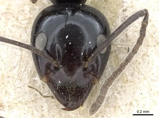 Iridomyrmex obsidianus specimen CASENT0905052 image casent0905052_2