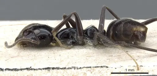 Iridomyrmex obsidianus specimen CASENT0905052 image casent0905052_3