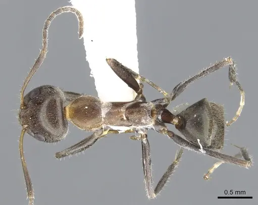 Iridomyrmex omalonotus specimen CASENT0903088 image casent0903088_1