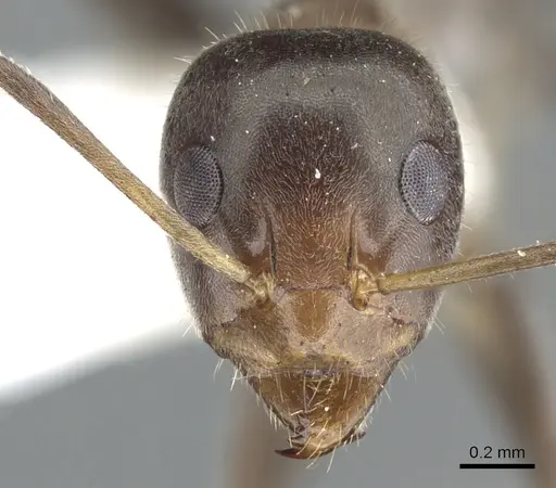 Iridomyrmex omalonotus specimen CASENT0903088 image casent0903088_2