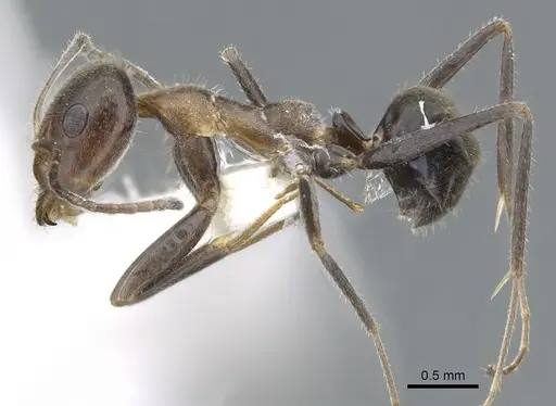 Iridomyrmex omalonotus specimen CASENT0903088 image casent0903088_3