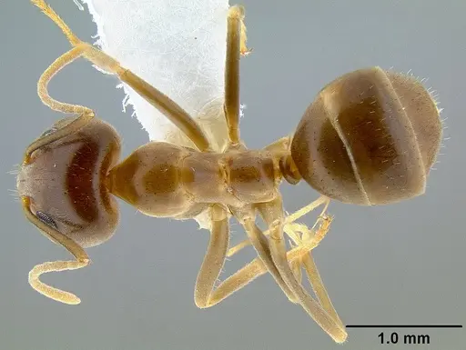 Iridomyrmex pallidus specimen CASENT0106152 image casent0106152_1