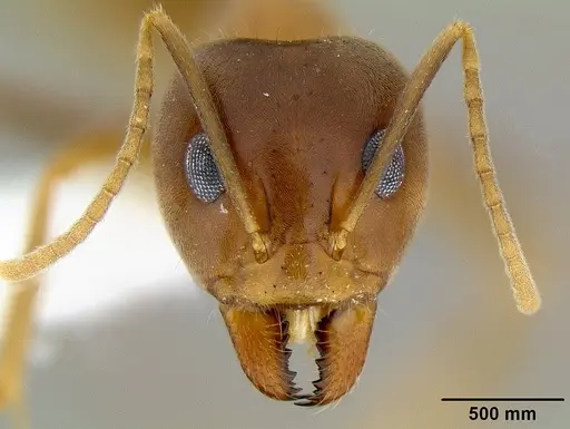 Iridomyrmex pallidus specimen CASENT0106152 image casent0106152_2