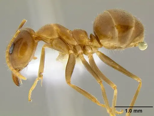 Iridomyrmex pallidus specimen CASENT0106152 image casent0106152_3