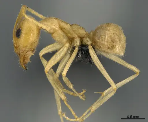 Iridomyrmex pallidus specimen CASENT0118636 image casent0118636_1