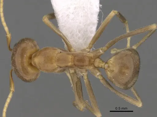 Iridomyrmex pallidus specimen CASENT0249719 image casent0249719_1