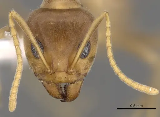 Iridomyrmex pallidus specimen CASENT0249719 image casent0249719_2