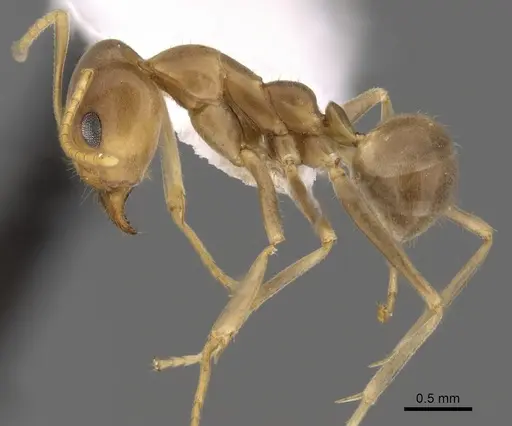 Iridomyrmex pallidus specimen CASENT0249719 image casent0249719_3
