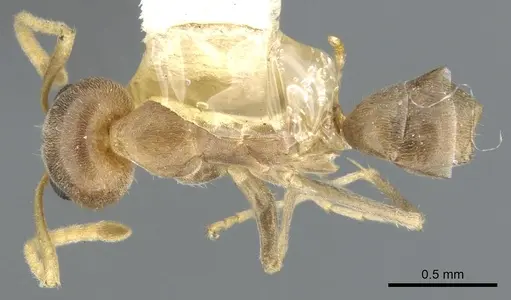 Iridomyrmex pallidus specimen CASENT0903084 image casent0903084_1