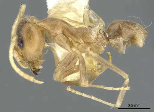 Iridomyrmex pallidus specimen CASENT0903084 image casent0903084_3