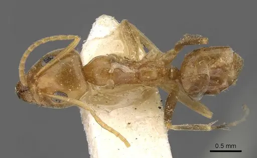 Iridomyrmex pallidus specimen CASENT0909557 image casent0909557_1