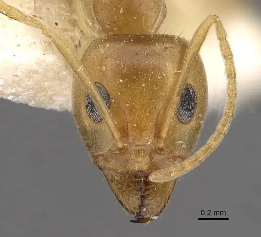 Iridomyrmex pallidus specimen CASENT0909557 image casent0909557_2