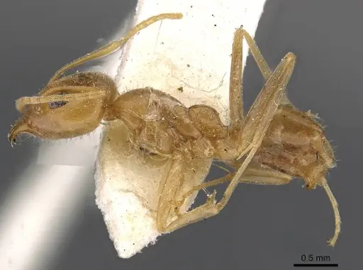 Iridomyrmex pallidus specimen CASENT0909557 image casent0909557_3