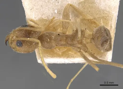 Iridomyrmex pallidus specimen CASENT0909558 image casent0909558_1