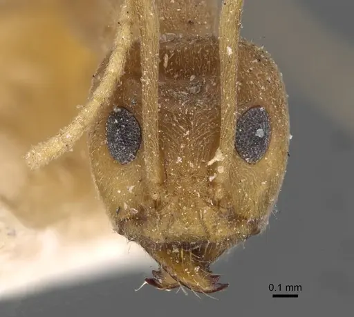 Iridomyrmex pallidus specimen CASENT0909558 image casent0909558_2