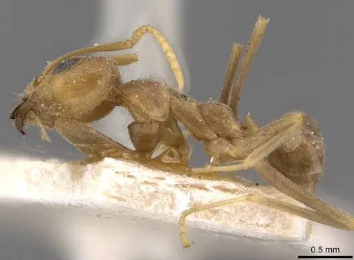 Iridomyrmex pallidus specimen CASENT0909558 image casent0909558_3