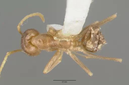 Iridomyrmex pallidus specimen CASTYPE06982 image castype06982_1