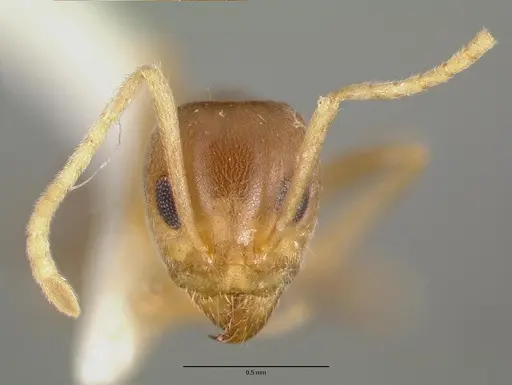 Iridomyrmex pallidus specimen CASTYPE06982 image castype06982_2