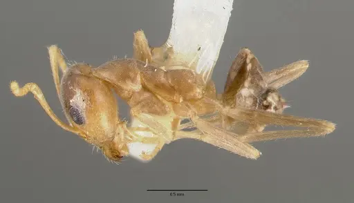 Iridomyrmex pallidus specimen CASTYPE06982 image castype06982_3