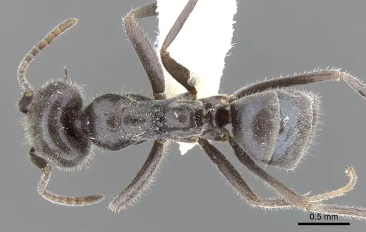 Iridomyrmex phillipensis specimen CASENT0903095 image casent0903095_1