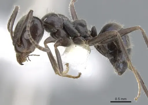 Iridomyrmex phillipensis specimen CASENT0903095 image casent0903095_3