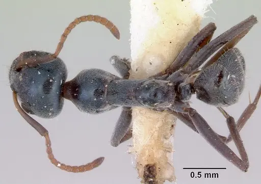 Iridomyrmex prismatis specimen CASENT0172064 image casent0172064_1