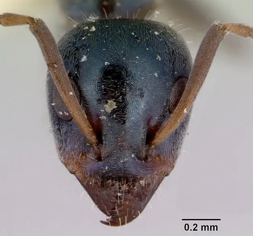 Iridomyrmex prismatis specimen CASENT0172064 image casent0172064_2