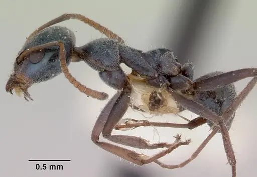 Iridomyrmex prismatis specimen CASENT0172064 image casent0172064_3