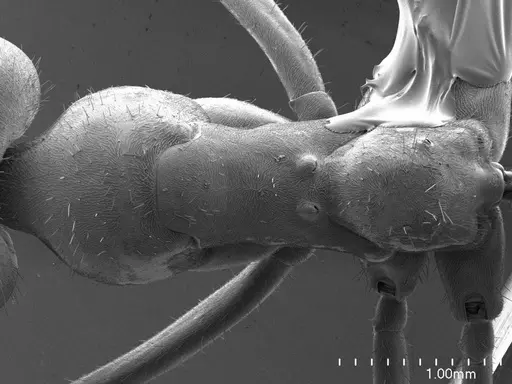 Iridomyrmex purpureus specimen ANTWEB1008536 image antweb1008536_1