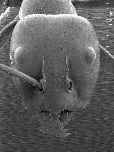 Iridomyrmex purpureus specimen ANTWEB1008536 image antweb1008536_2
