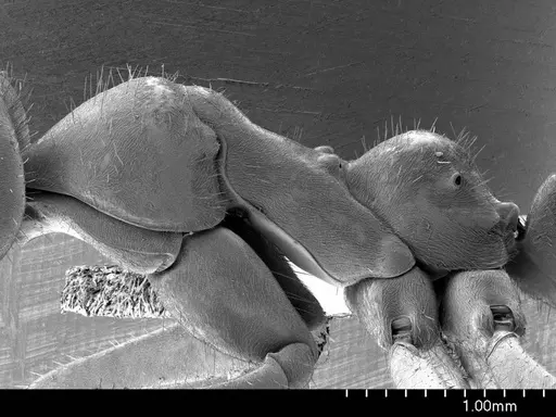 Iridomyrmex purpureus specimen ANTWEB1008536 image antweb1008536_3
