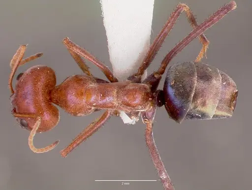Iridomyrmex purpureus specimen CASENT0006108 image casent0006108_1