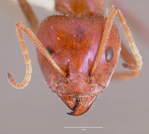 Iridomyrmex purpureus specimen CASENT0006108 image casent0006108_2