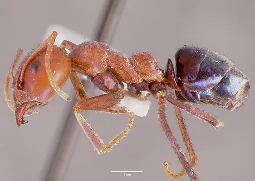 Iridomyrmex purpureus specimen CASENT0006108 image casent0006108_3