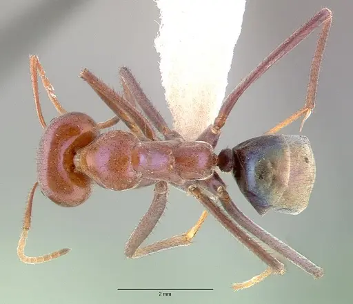 Iridomyrmex purpureus specimen CASENT0010657 image casent0010657_1