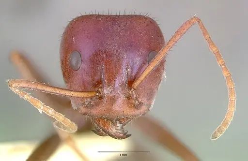 Iridomyrmex purpureus specimen CASENT0010657 image casent0010657_2