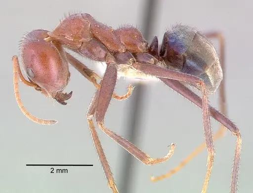 Iridomyrmex purpureus specimen CASENT0010657 image casent0010657_3