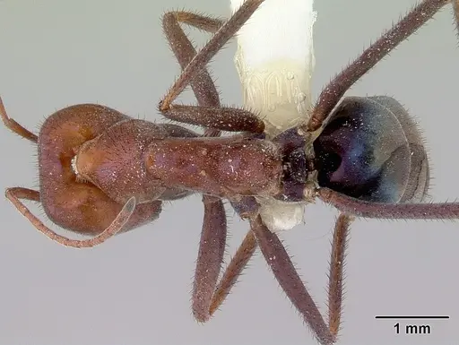 Iridomyrmex purpureus specimen CASENT0172039 image casent0172039_1